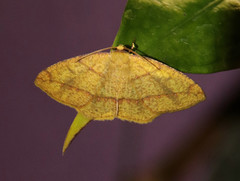 Periclina syctaria