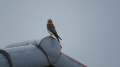 Falco sparverius