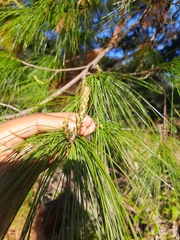 Pinus chiapensis