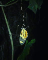 Mechanitis lysimnia nesaea