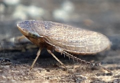 Aphrodini