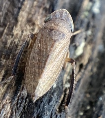 Aphrodini