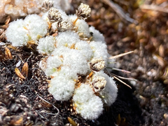 Paepalanthus lodiculoides