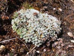 Paepalanthus lodiculoides