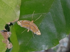 Eoophyla gibbosalis