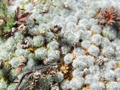 Paepalanthus lodiculoides