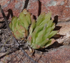 Haworthia cooperi