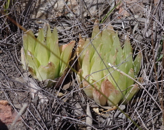 Haworthia cooperi