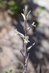 Haworthia cooperi