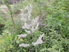 Poa arachnifera