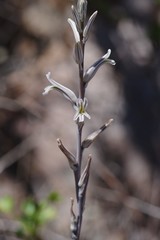 Haworthia cooperi