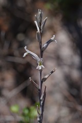 Haworthia cooperi