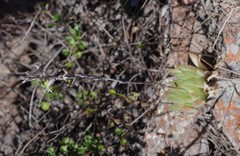 Haworthia cooperi