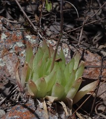 Haworthia cooperi