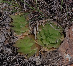 Haworthia cooperi