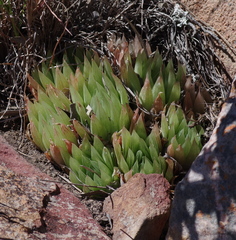 Haworthia cooperi