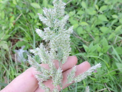Poa arachnifera