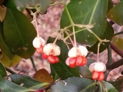 Euonymus fortunei