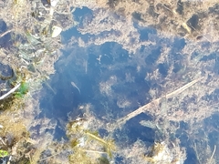 Phalloceros caudimaculatus