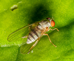 Platypeza taeniata