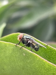 Diptera
