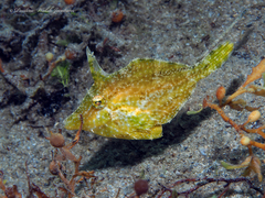 Monacanthus ciliatus