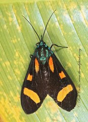 Cyanopepla arrogans