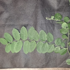 Phyllanthus anisolobus