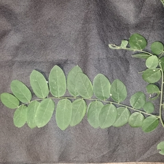 Phyllanthus anisolobus