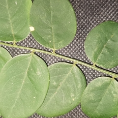 Phyllanthus anisolobus