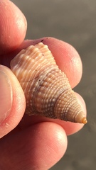 Nassarius fossatus