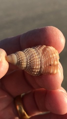 Nassarius fossatus
