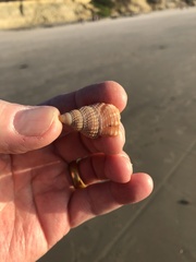 Nassarius fossatus