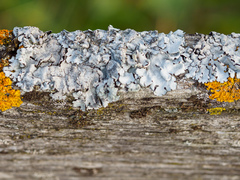 Parmelina pastillifera