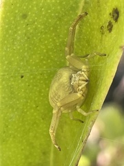 Thomisidae