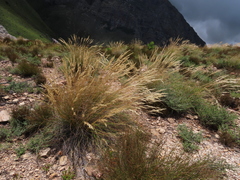 Tenaxia disticha