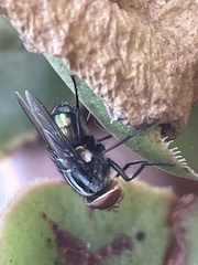 Diptera