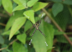 Argiope