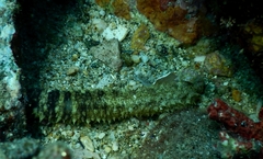 Holothuria impatiens