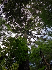 Araucaria angustifolia