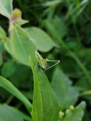 Phaneroptera sparsa