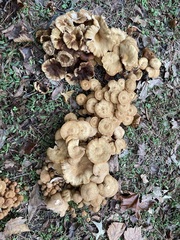 Desarmillaria caespitosa