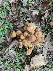 Desarmillaria caespitosa