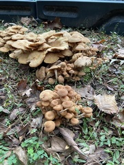 Desarmillaria caespitosa