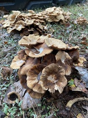 Desarmillaria caespitosa