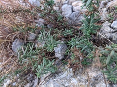 Veronica capsellicarpa