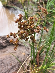 Juncus oxycarpus