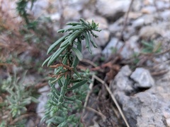 Veronica capsellicarpa