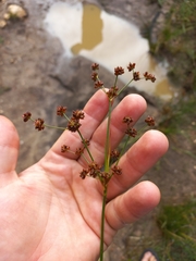 Juncus oxycarpus