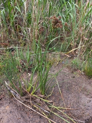 Juncus oxycarpus
